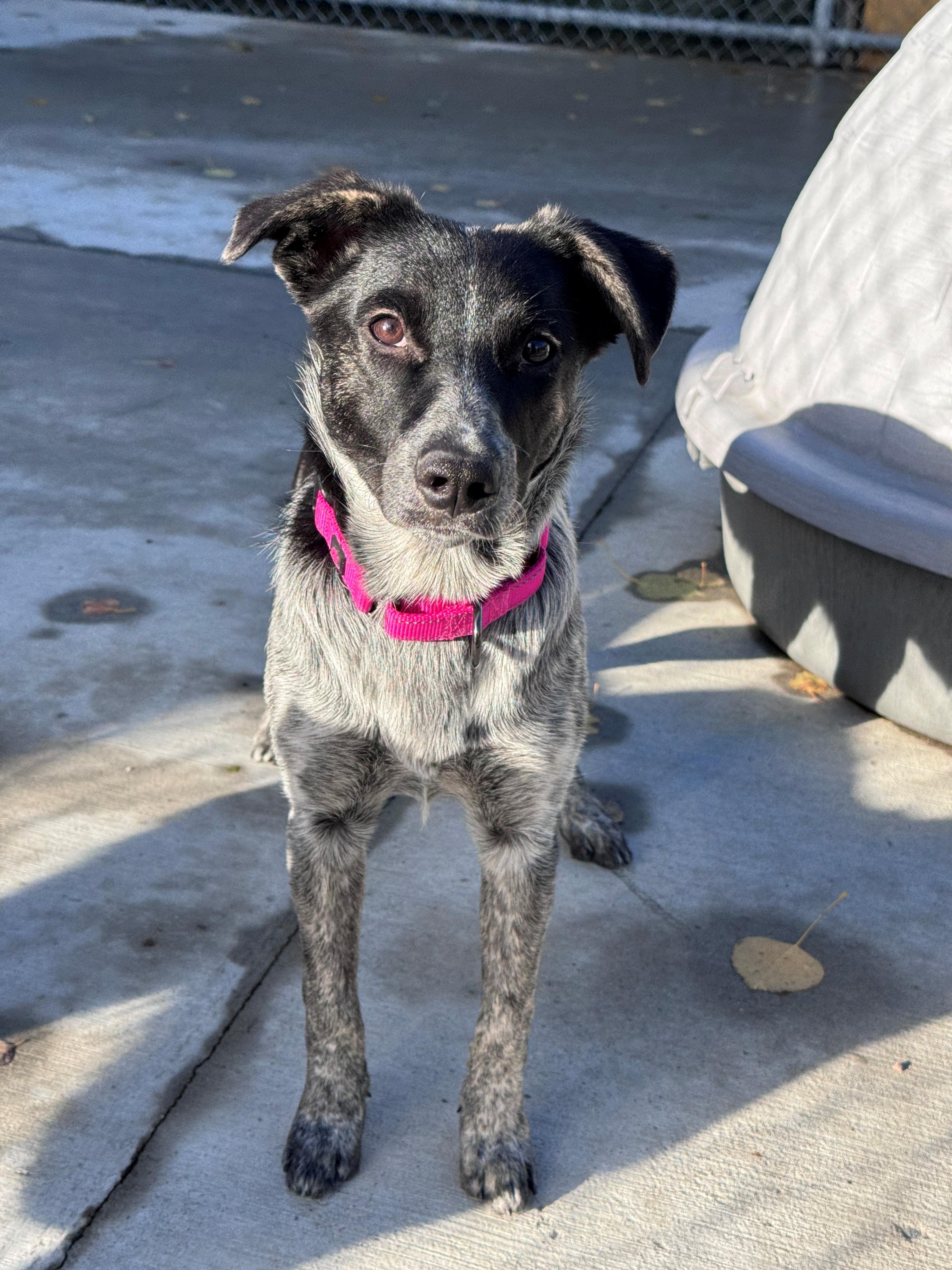 Enlarge Lena, a Adoptable mixed breed in Hackensack, MN image 5/6