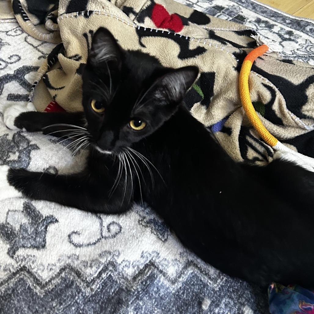 Waddles, Adoptable, Young Male Domestic Short Hair.