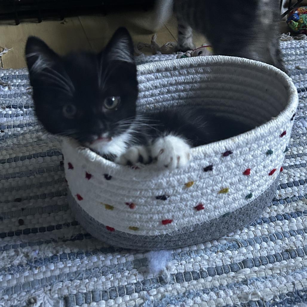 Enlarge Waddles, a Adoptable Domestic Short Hair in Pleasanton, CA image 2/4