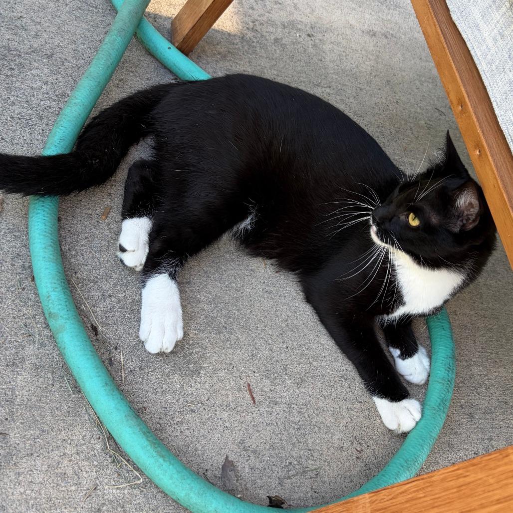 Enlarge Waddles, a Adoptable Domestic Short Hair in Pleasanton, CA image 3/5