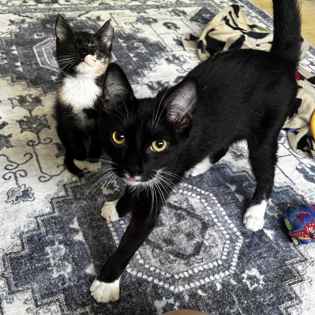 Enlarge Waddles, a Adoptable Domestic Short Hair in Pleasanton, CA image 3/4