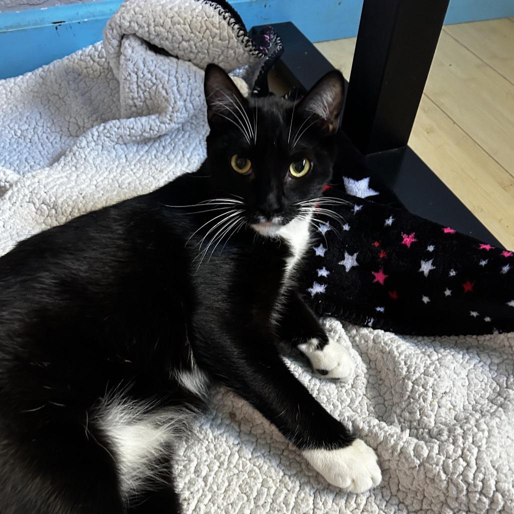 Enlarge Waddles, a Adoptable Domestic Short Hair in Pleasanton, CA image 4/4