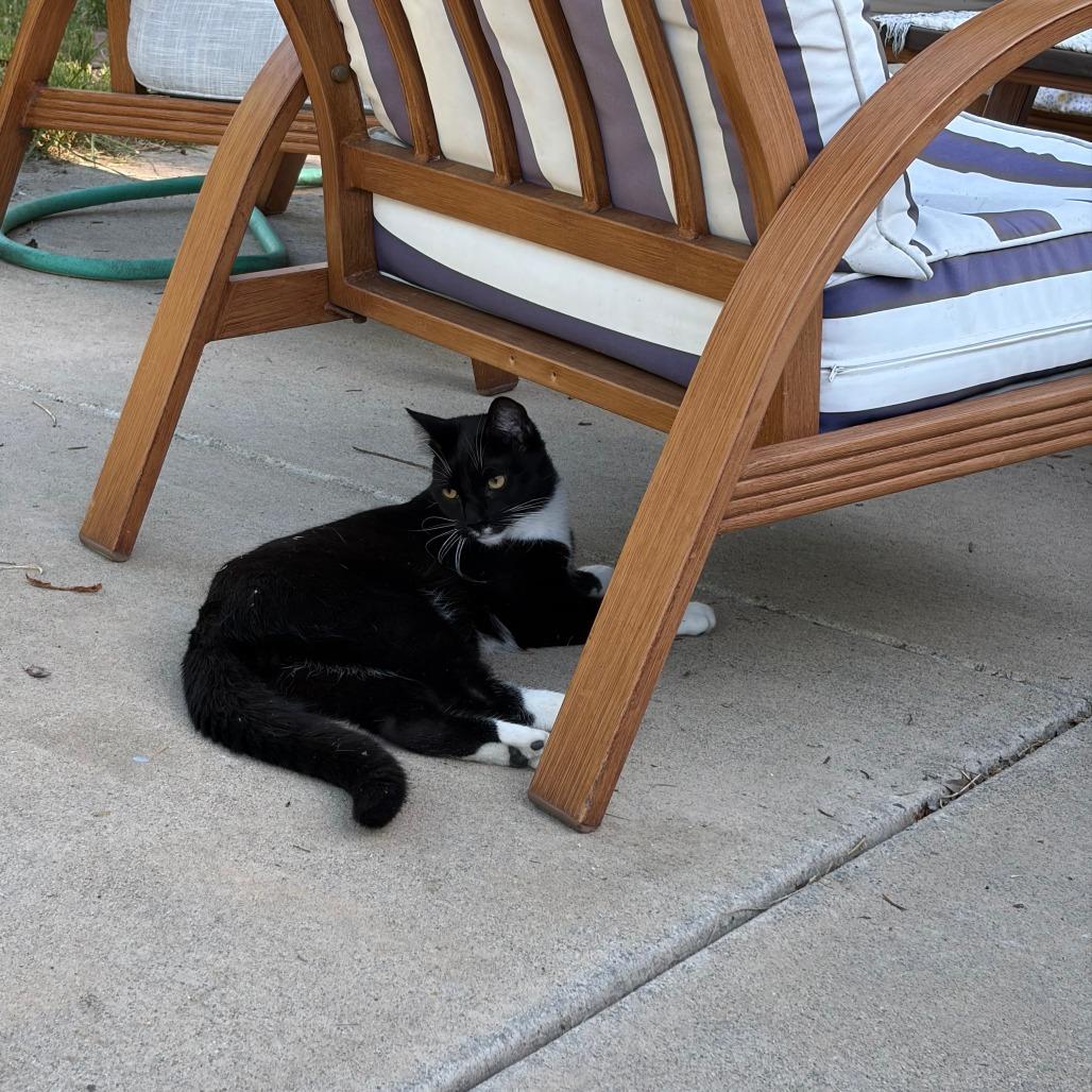 Enlarge Waddles, a Adoptable Domestic Short Hair in Pleasanton, CA image 5/5