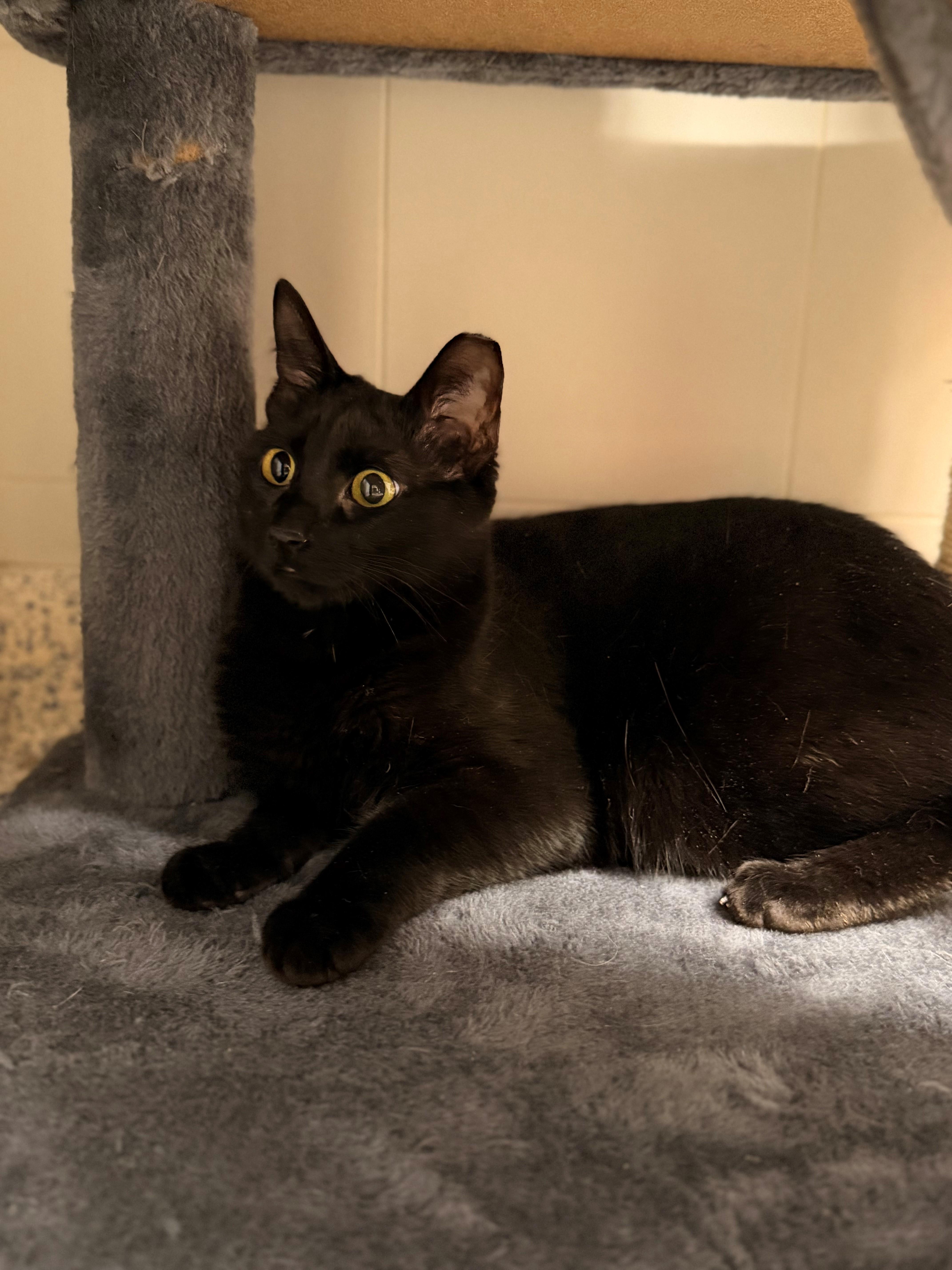 Jet aka Jinx, a ADOPTABLE Domestic Short Hair in Westerly, RI image 2/2