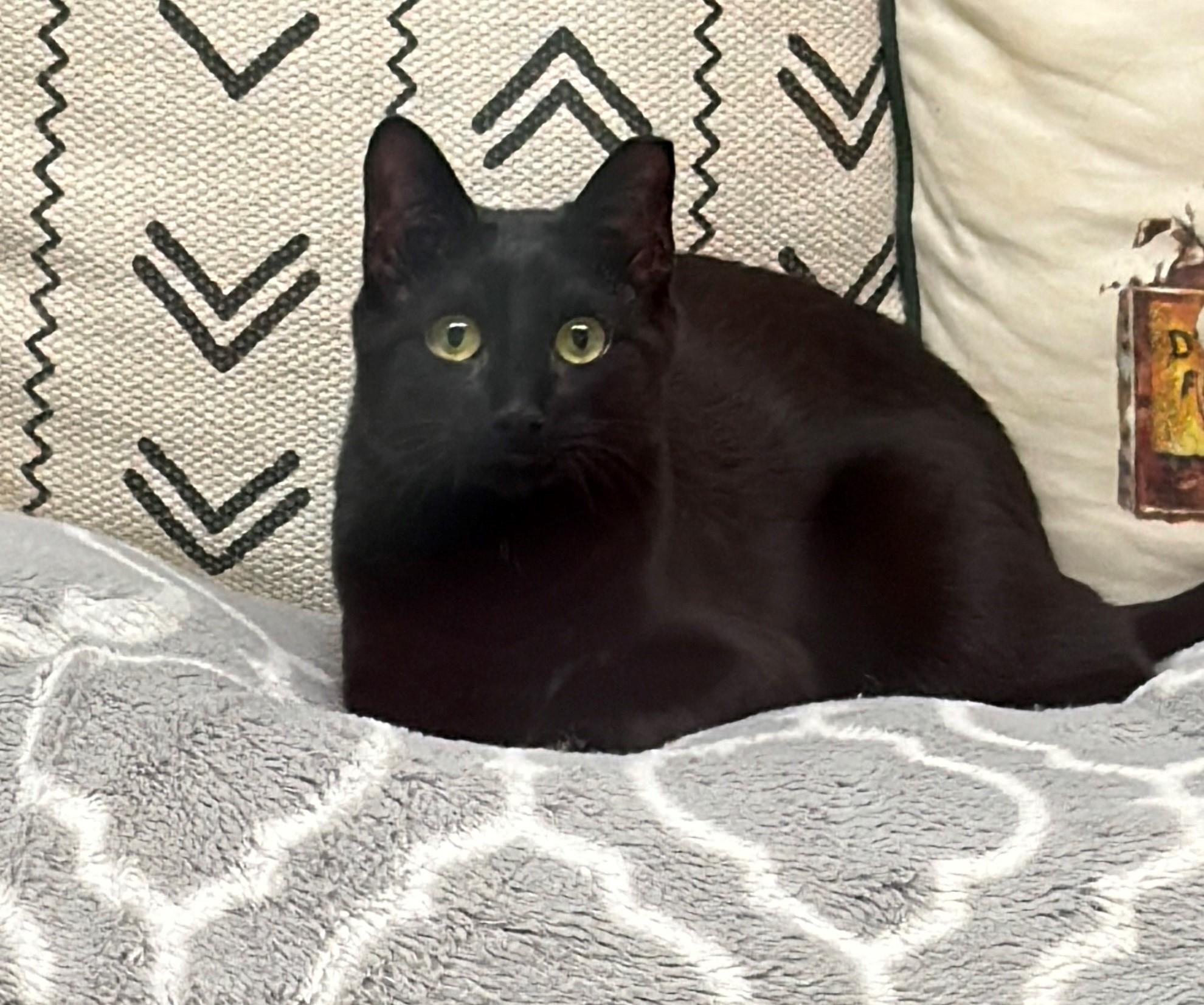 Jet aka Jinx, ADOPTABLE, Young Male Domestic Short Hair.