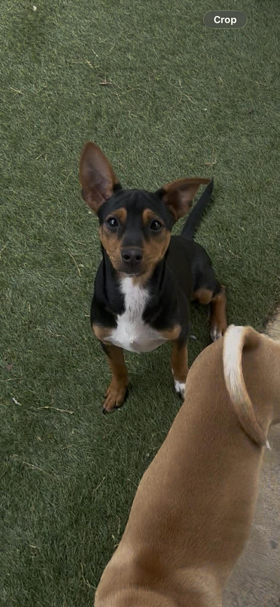 Enlarge Luna, an adopted mixed breed in Seguin, TX image 1/6