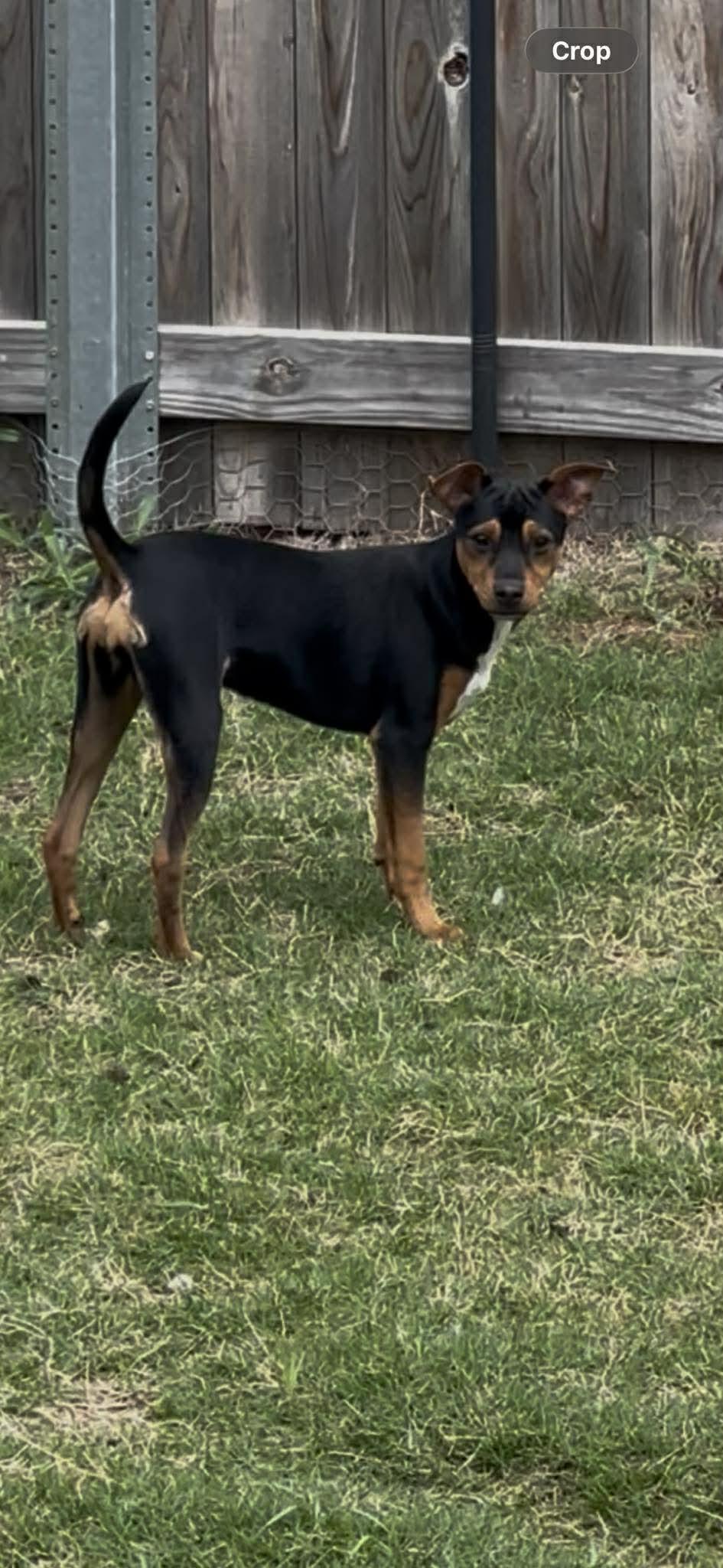 Enlarge Luna, an adopted mixed breed in Seguin, TX image 3/6