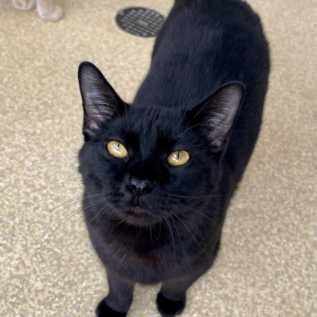 Salem — thumbnail 2