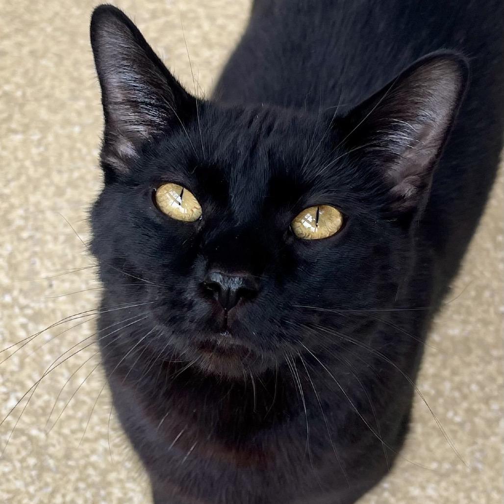 Salem — thumbnail 3