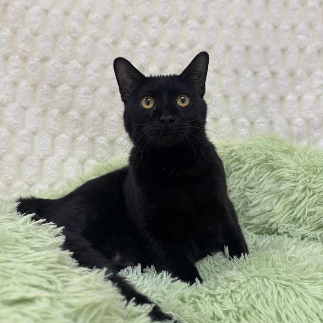 Salem — thumbnail 4