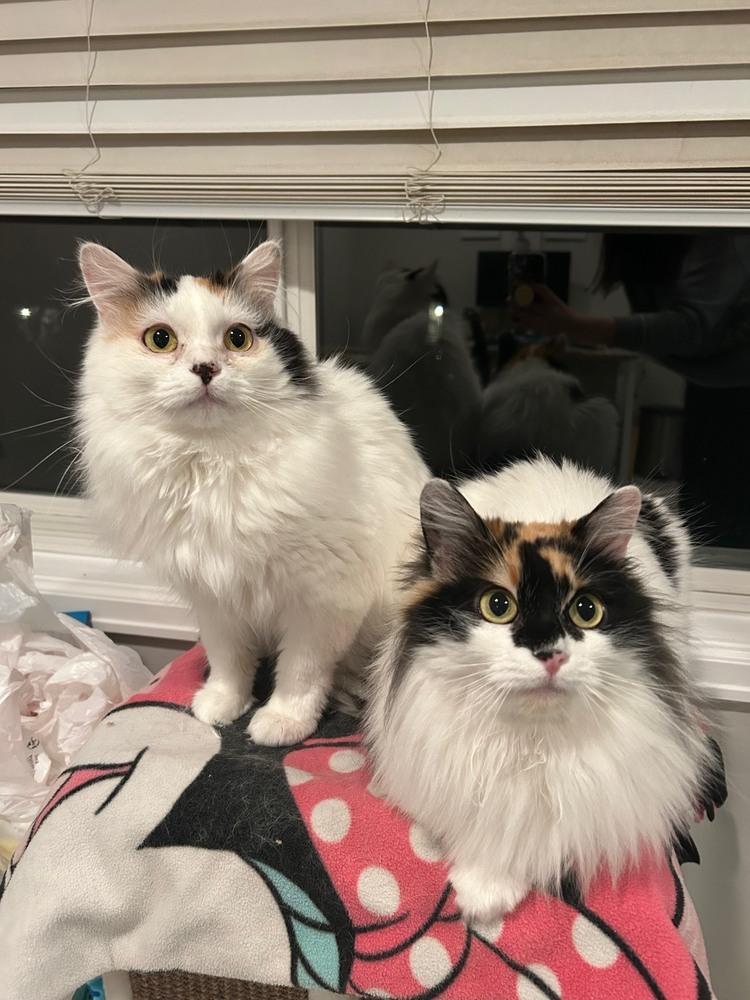 Mew Mew and Patches, ADOPTABLE, Adult Female Domestic Long Hair.