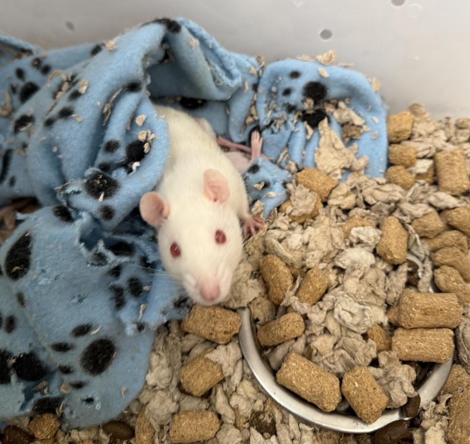 Gin, an adopted Rat in Minneapolis, MN image 3/3