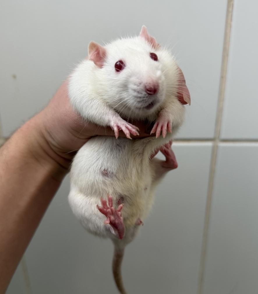 Gin, an adopted Rat in Minneapolis, MN image 2/3