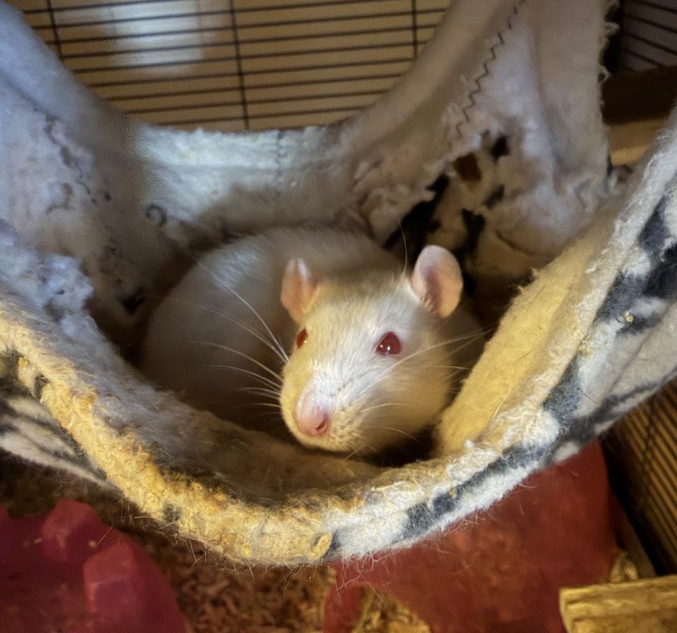 Gin, adopted, Young Female Rat.