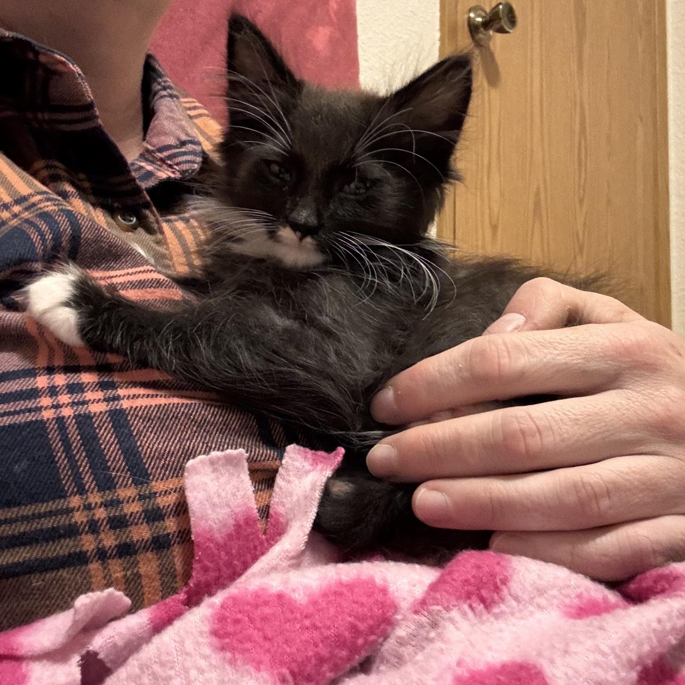 Enlarge Socket, a Adopted mixed breed in Renton, WA image 4/5