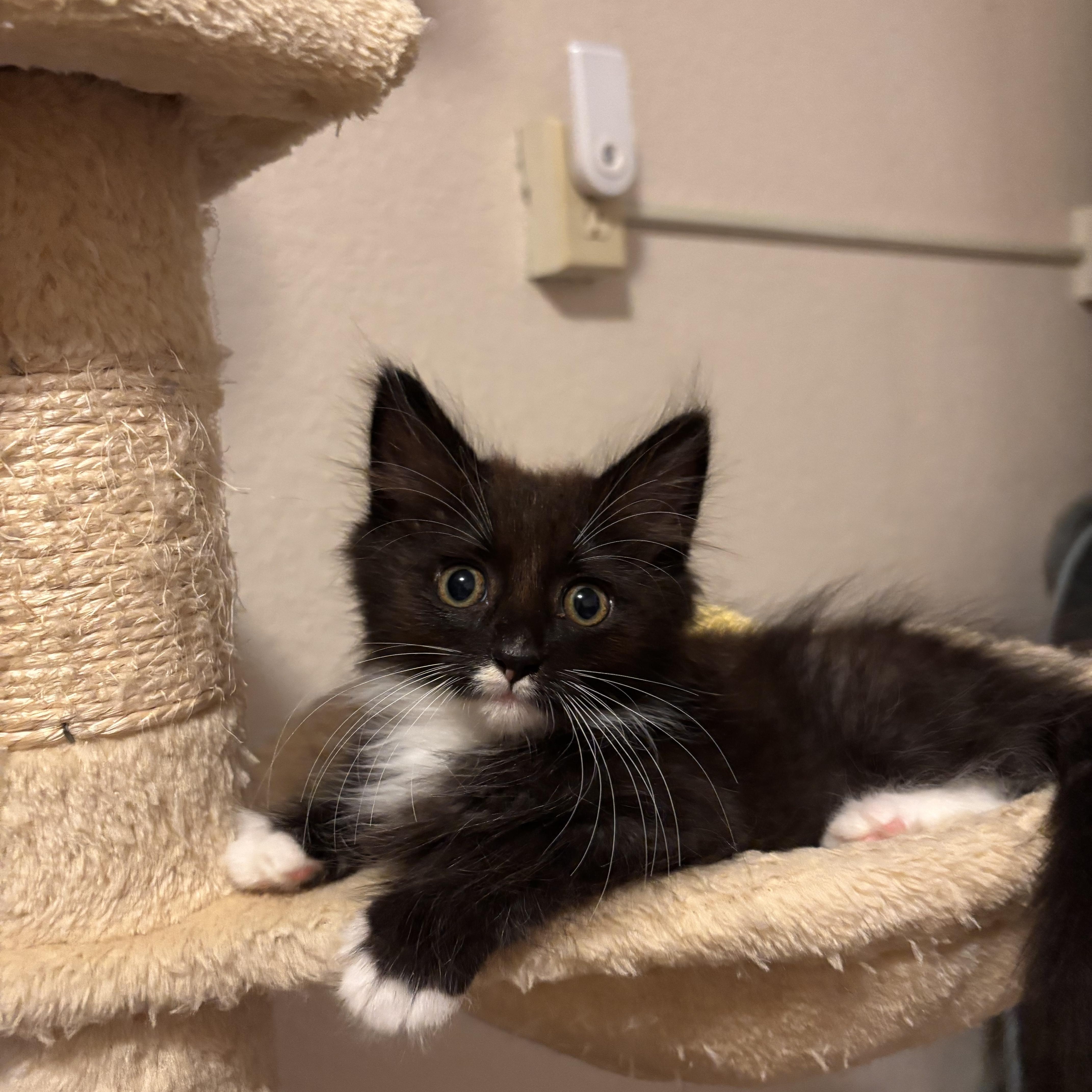 Enlarge Socket, a Adopted mixed breed in Renton, WA image 2/5