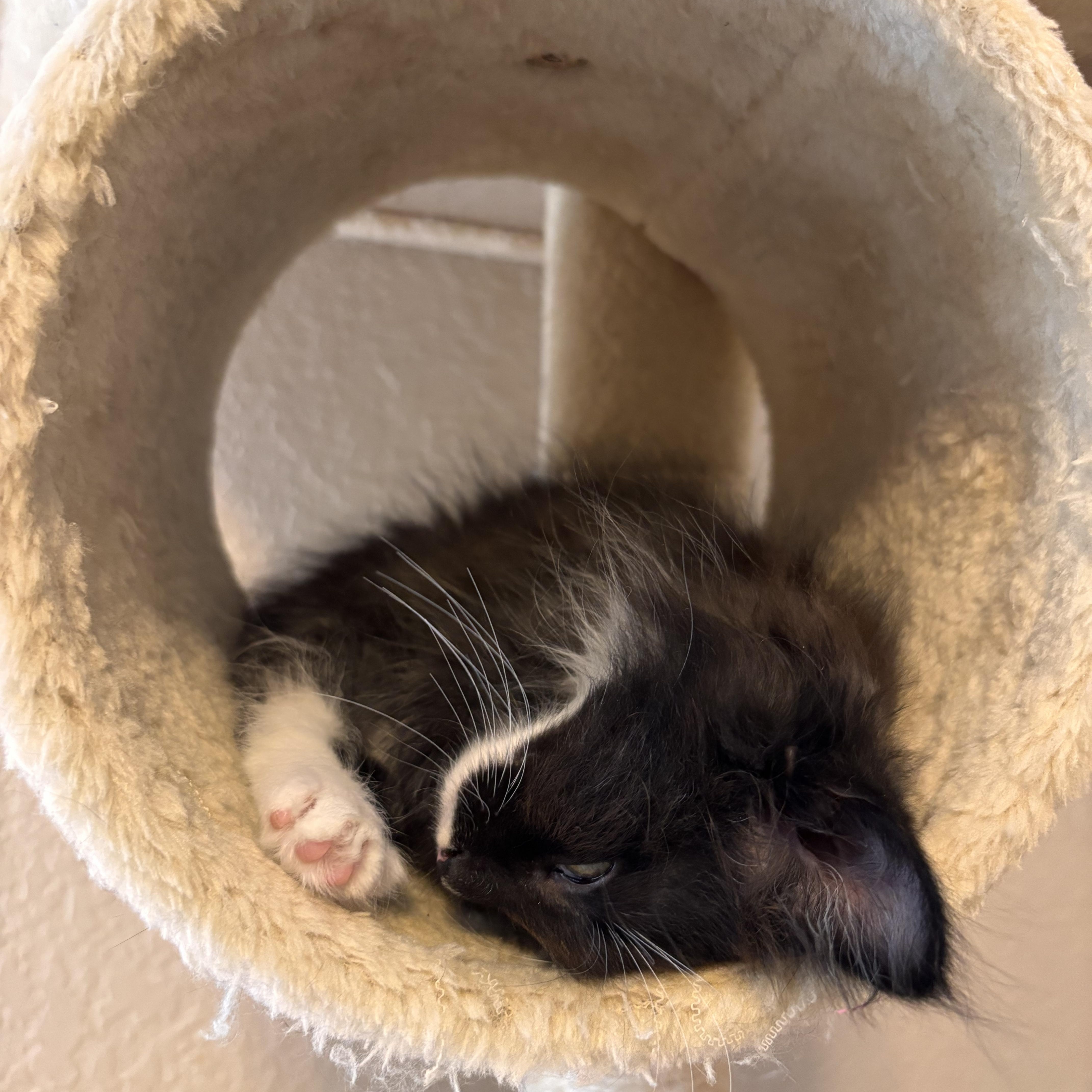 Enlarge Socket, a Adopted mixed breed in Renton, WA image 5/5