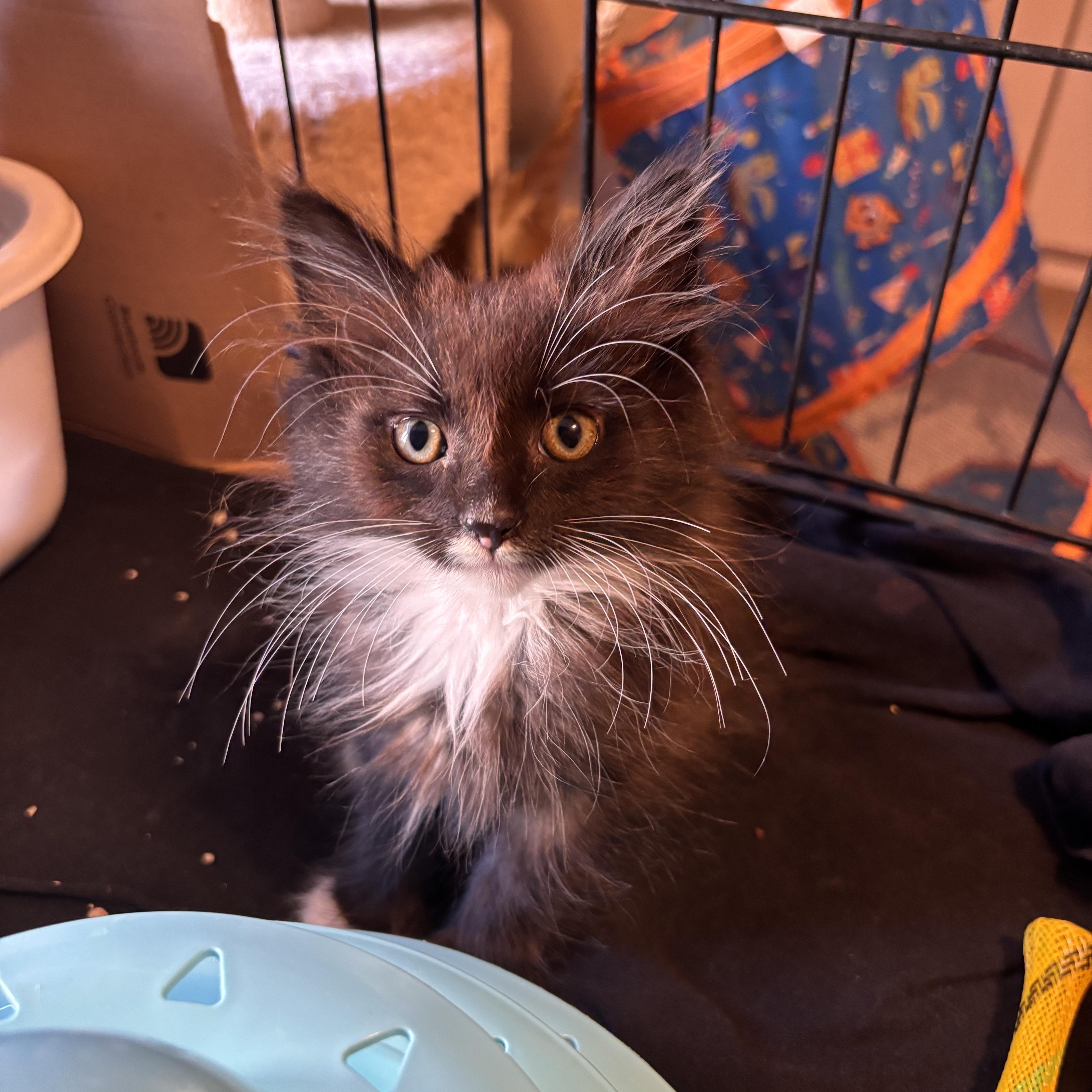 Socket, Adopted, Kitten Male Domestic Medium Hair.