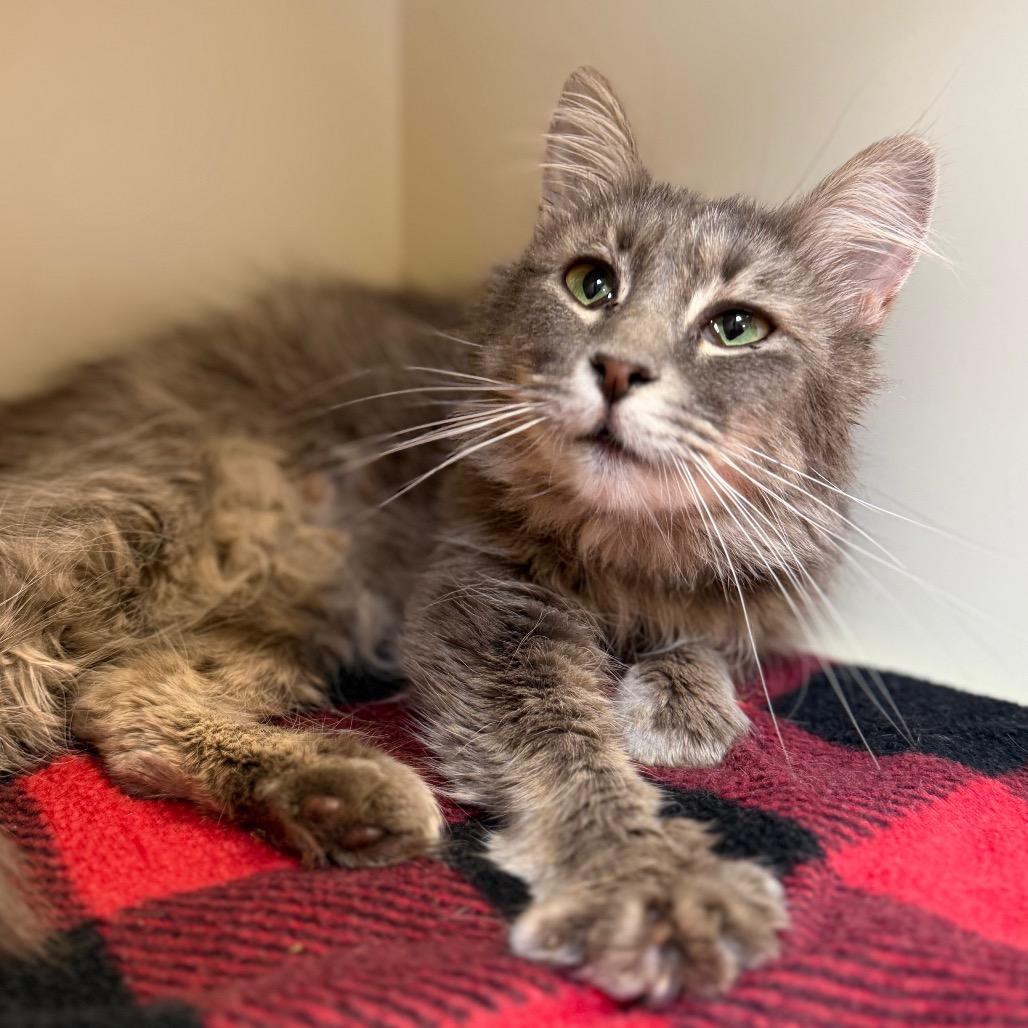 Almond, Adoptable, Young Female Domestic Short Hair.