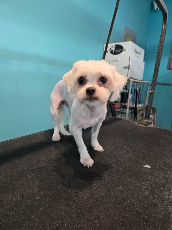 SUGAR, ADOPTABLE, Young Female Bolognese.