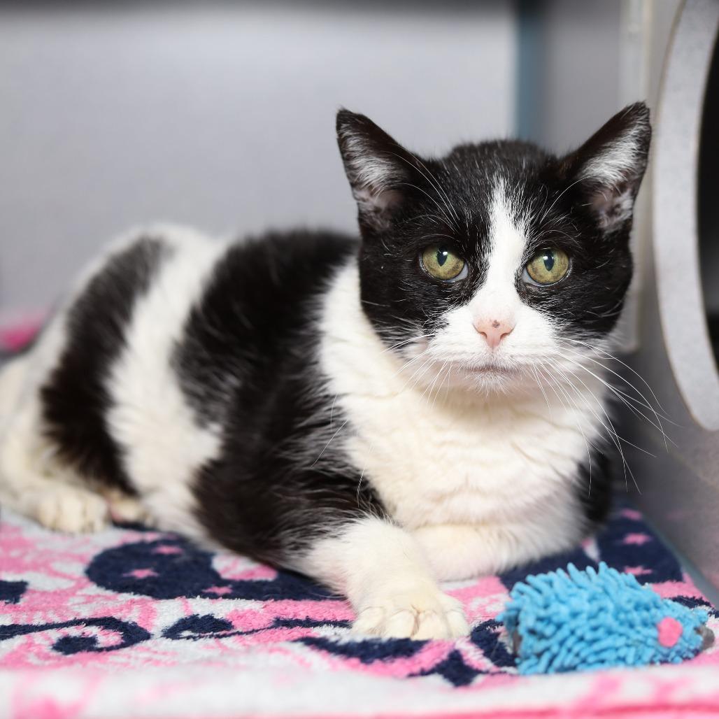 Oreo — thumbnail 2