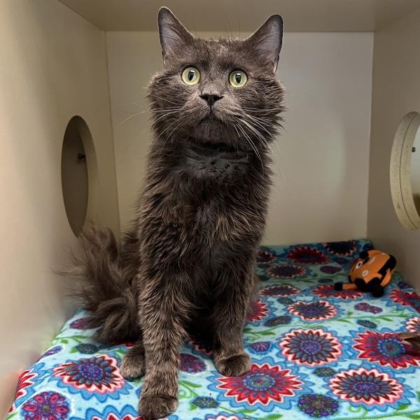 Tartan, Adoptable, Adult Male Domestic Long Hair.