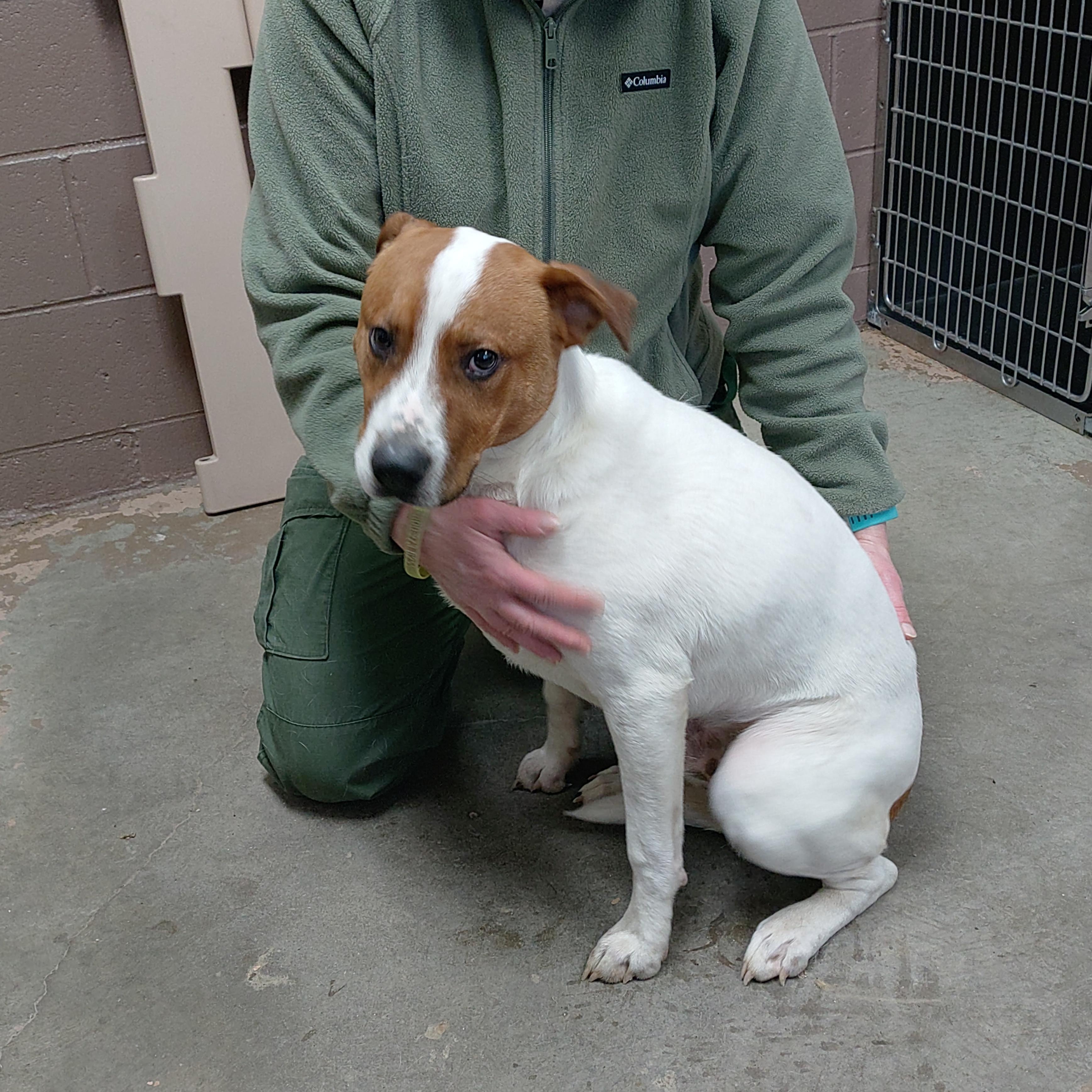 25-024 Available 2-12-25, Adoptable, Adult Male American Staffordshire Terrier.