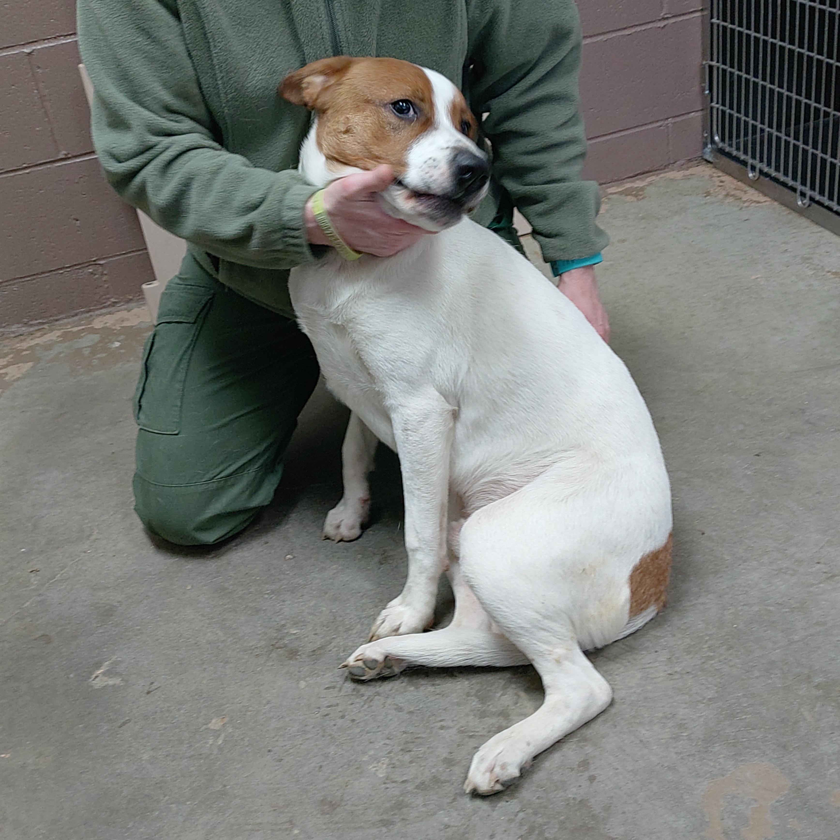 25-024 Available 2-12-25, a Adoptable mixed breed in Carrollton, OH image 2/4