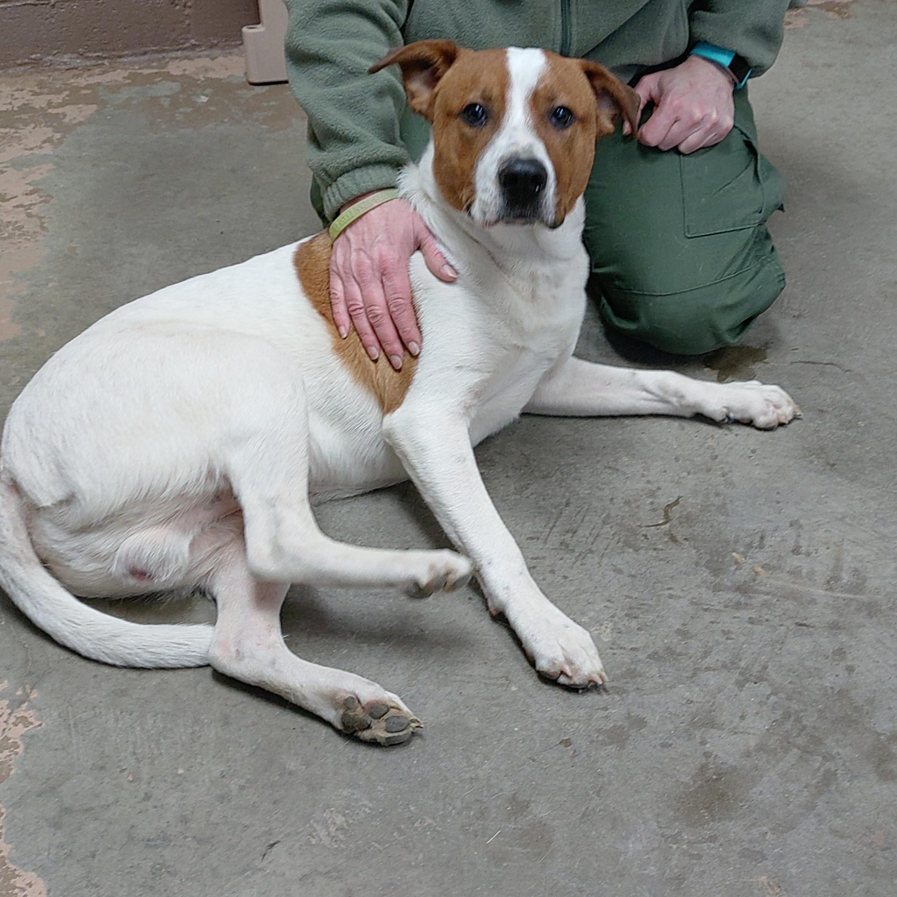 25-024 Available 2-12-25, a Adoptable mixed breed in Carrollton, OH image 4/4