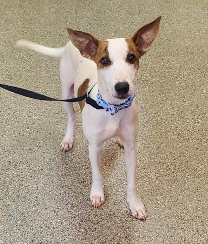 Cornchip, Adoptable, Adult Female Whippet & Mixed Breed.