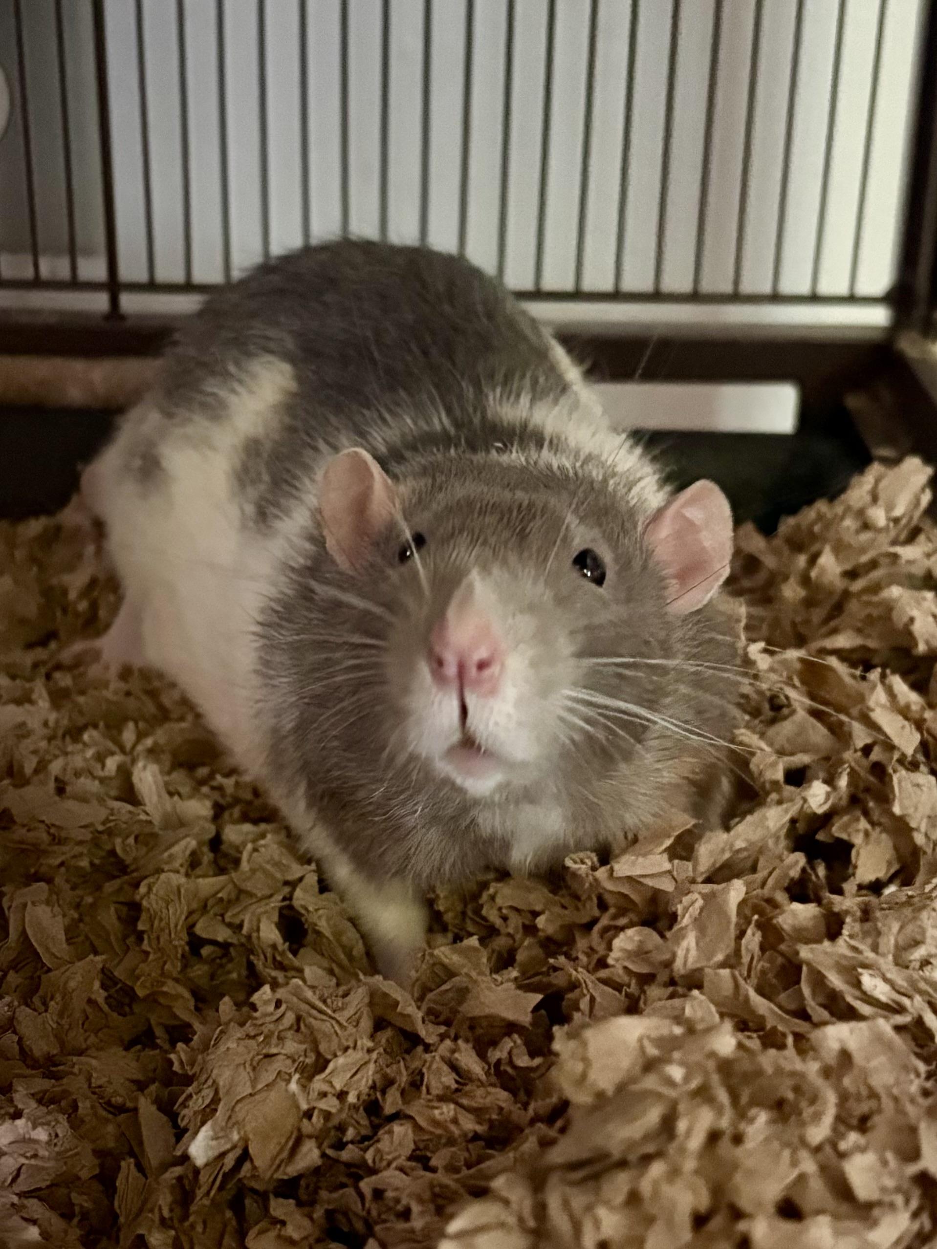 Deek & Charm, ADOPTABLE, Adult Male Rat.