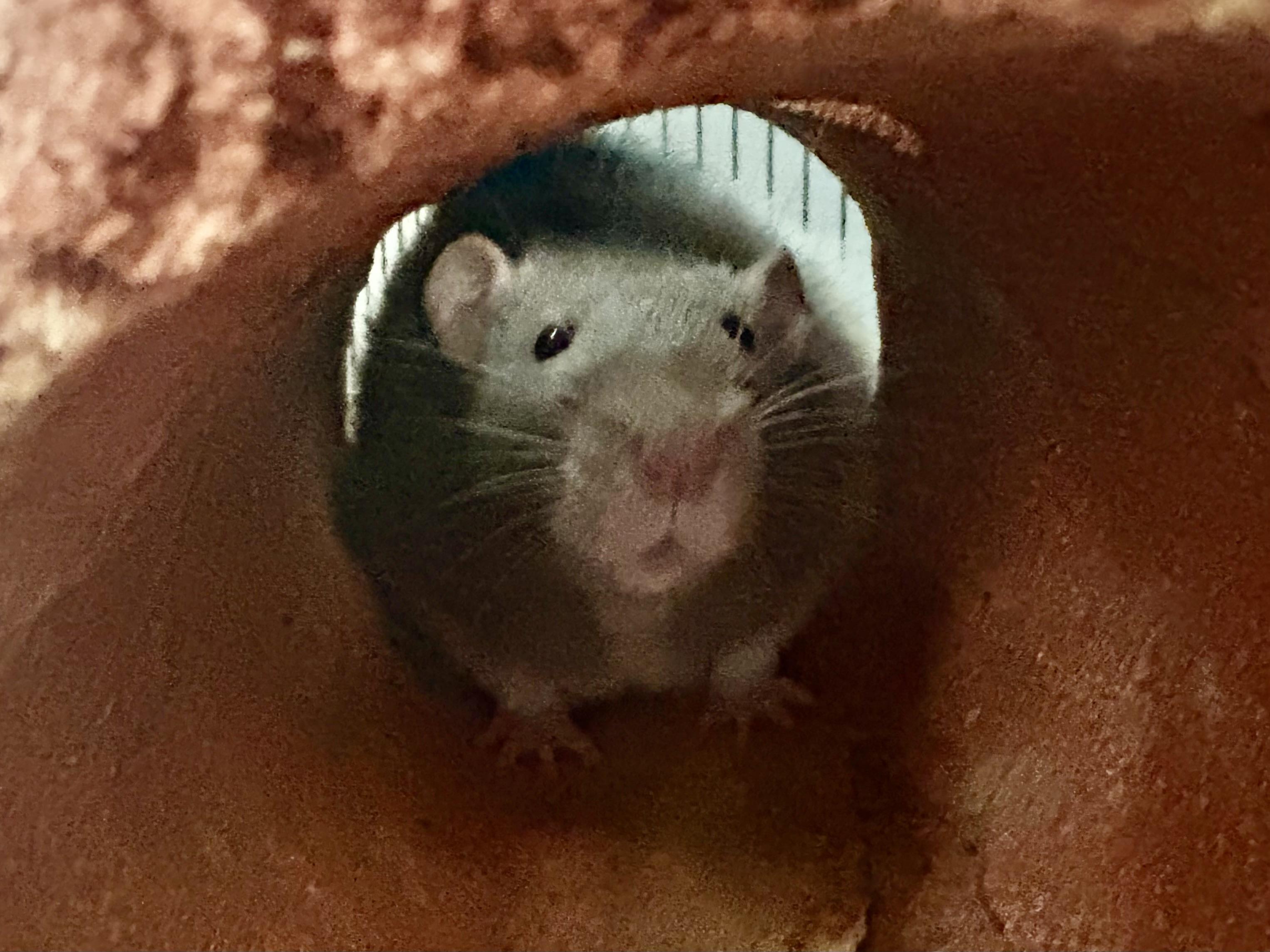 Enlarge Deek & Charm, a ADOPTABLE Rat in Andover, CT image 2/5
