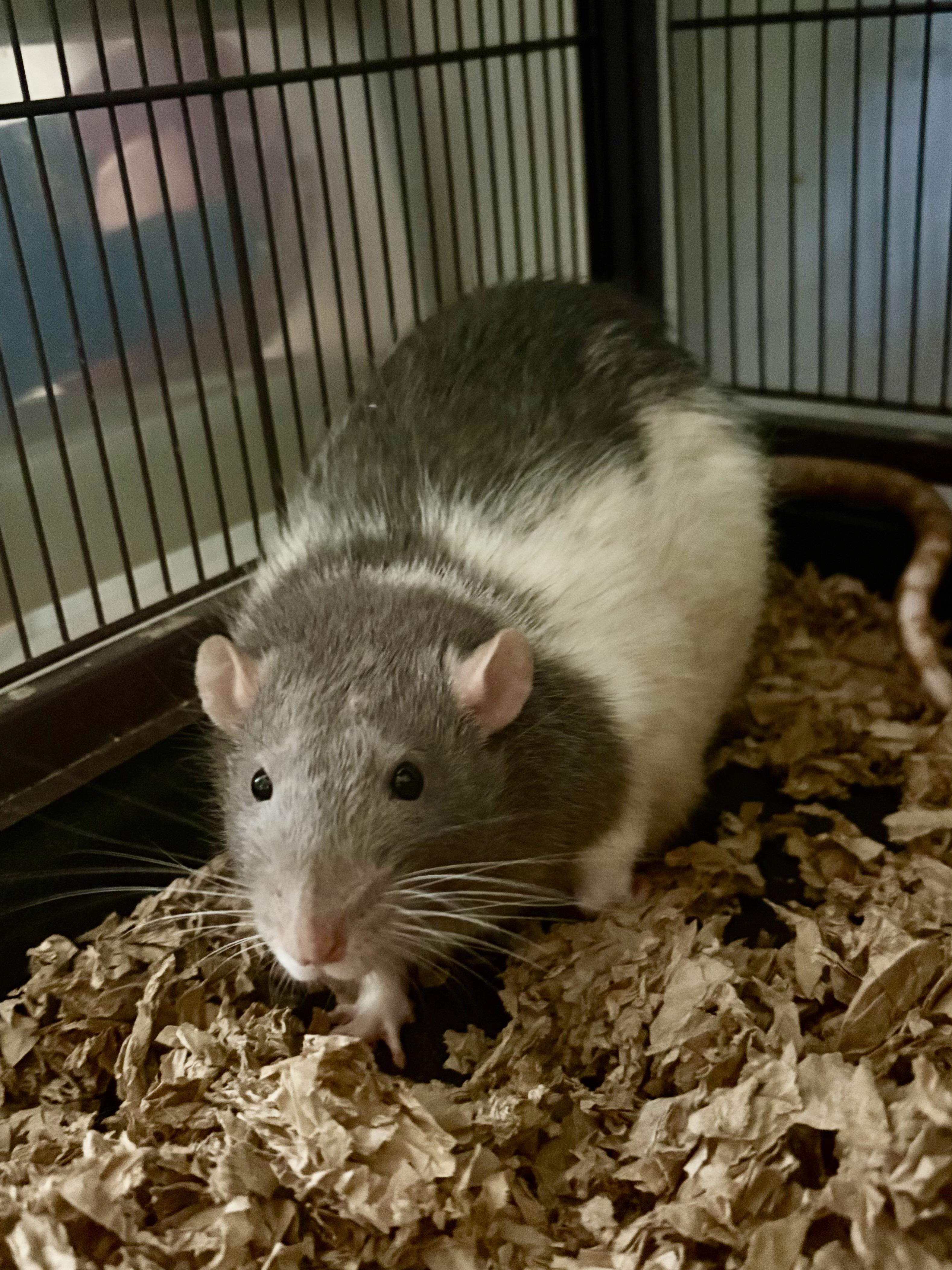 Enlarge Deek & Charm, a ADOPTABLE Rat in Andover, CT image 3/5