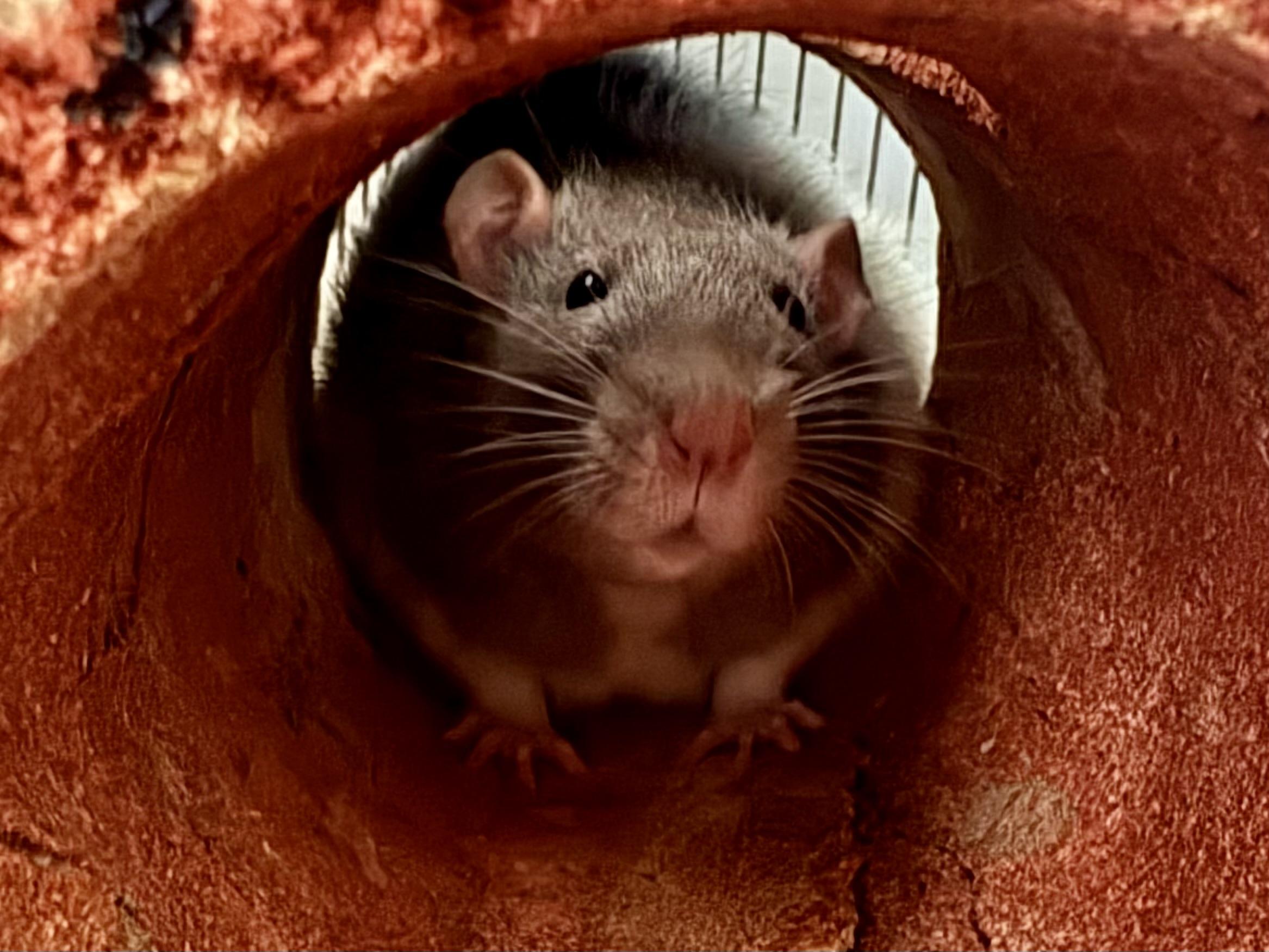 Enlarge Deek & Charm, a ADOPTABLE Rat in Andover, CT image 4/5