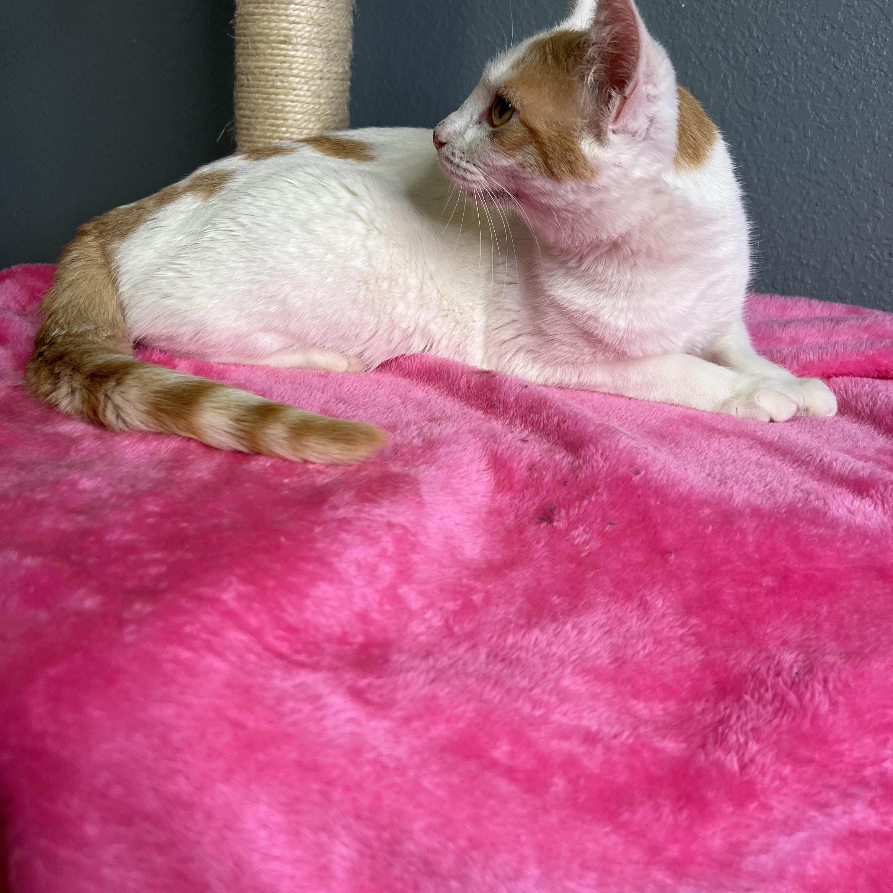 Jinny, a Adoptable Domestic Short Hair in Newton, IL image 3/6