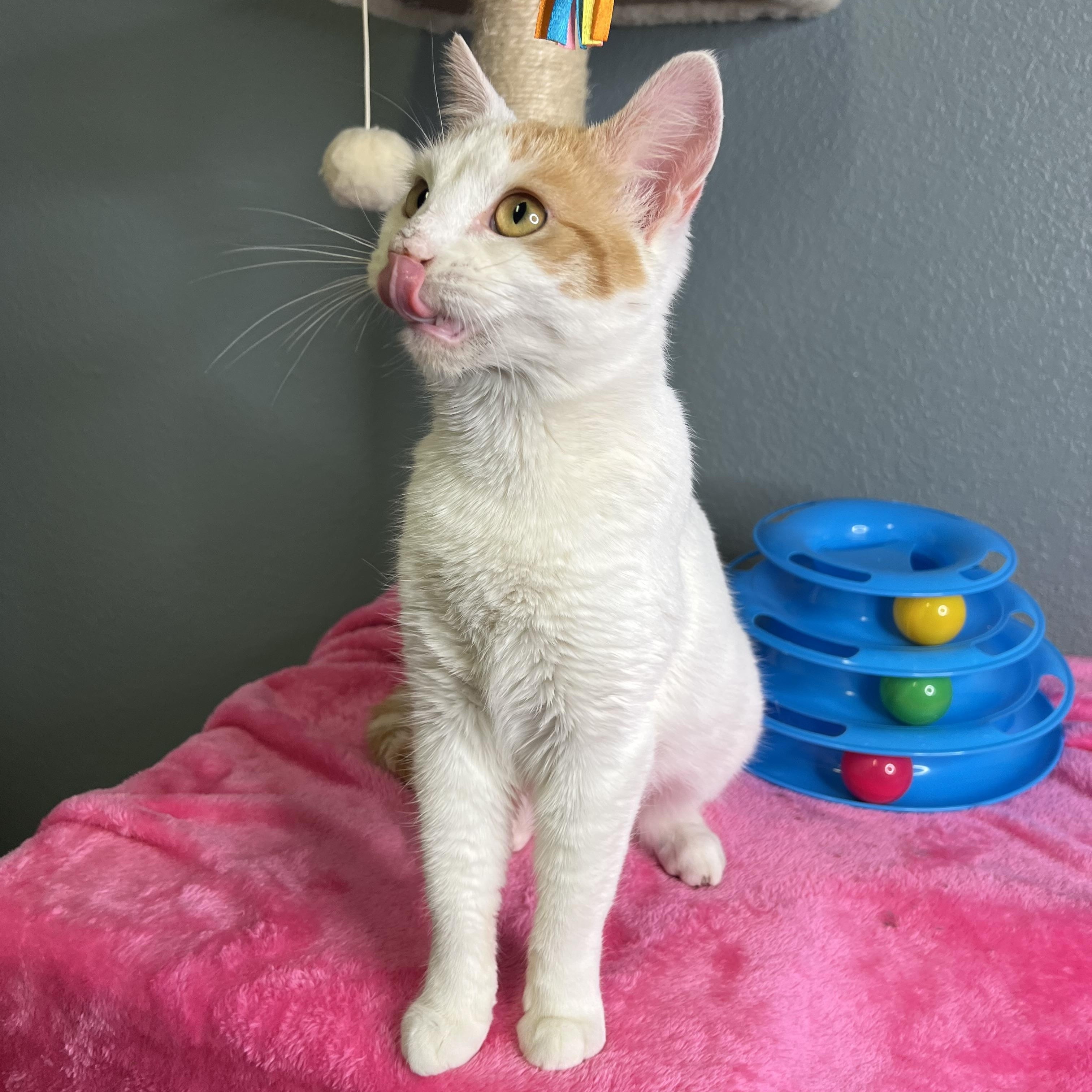 Jinny, a Adoptable Domestic Short Hair in Newton, IL image 2/6