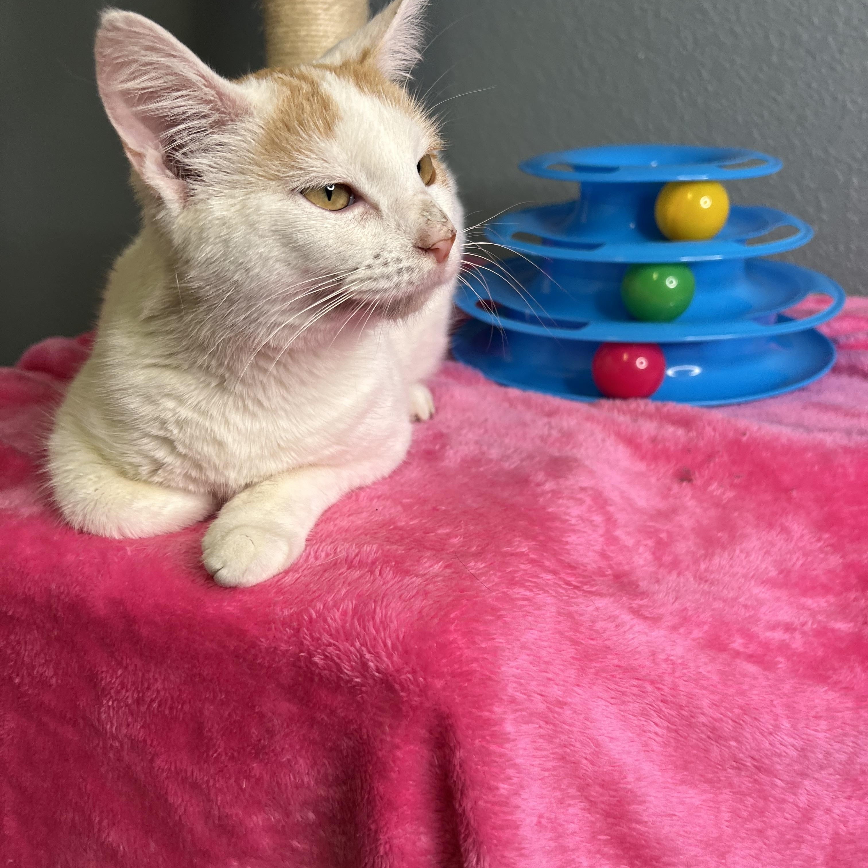 Jinny, a Adoptable Domestic Short Hair in Newton, IL image 5/6