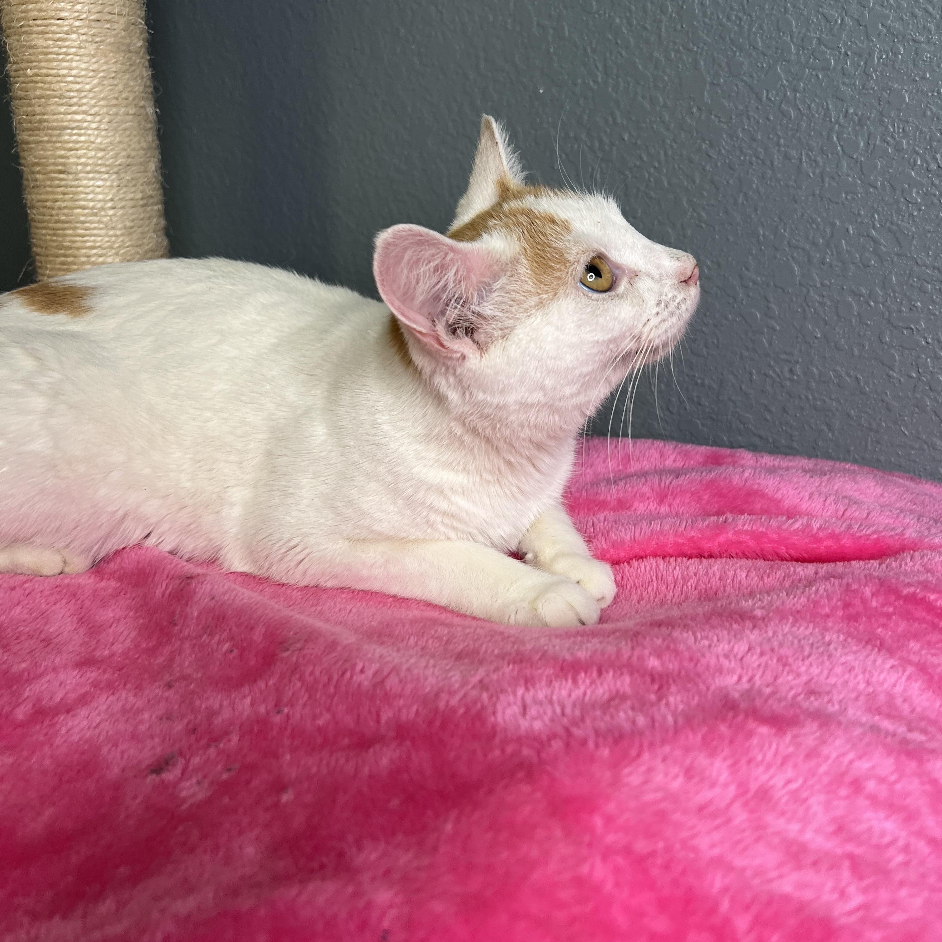 Jinny, a Adoptable Domestic Short Hair in Newton, IL image 6/6