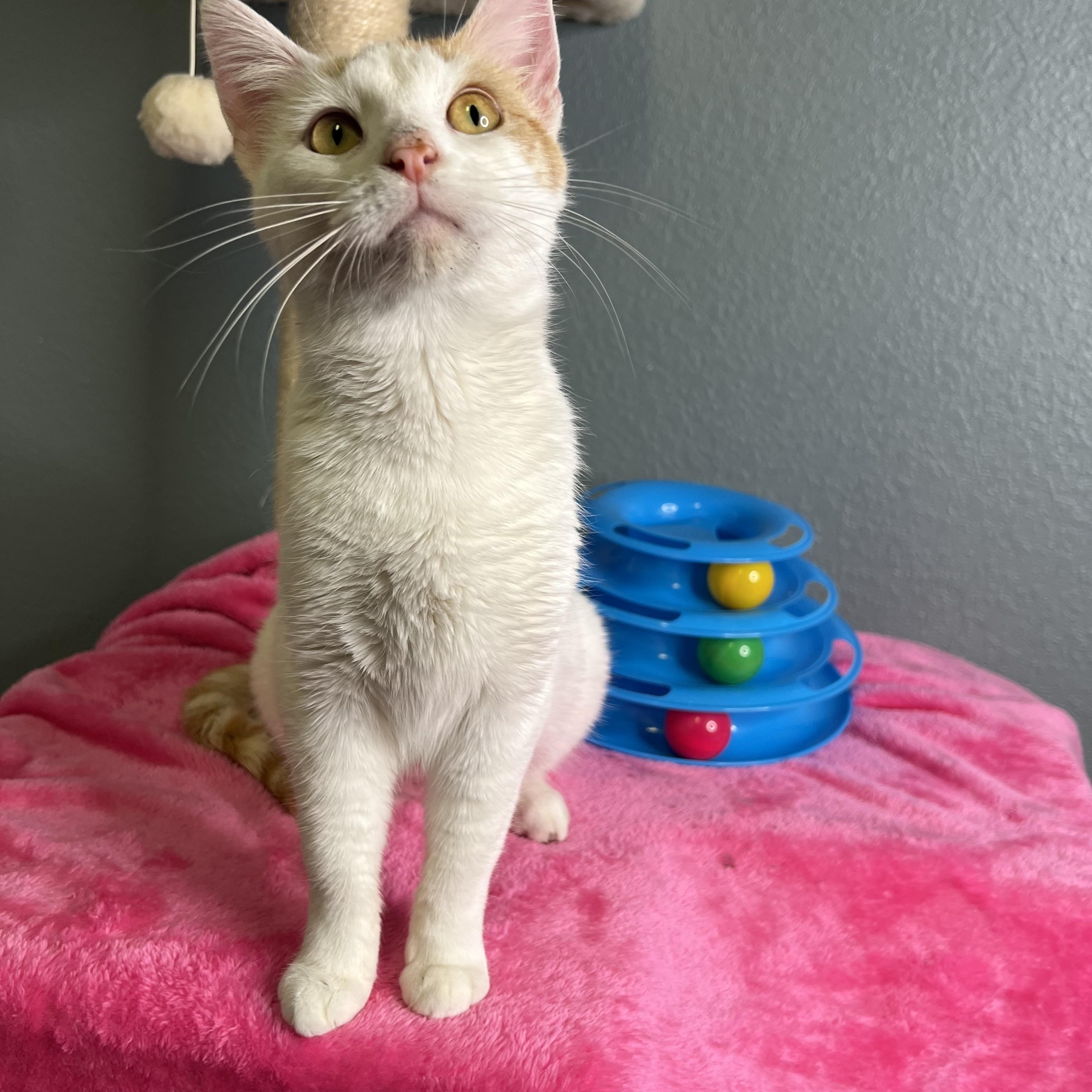 Jinny, a Adoptable Domestic Short Hair in Newton, IL image 4/6