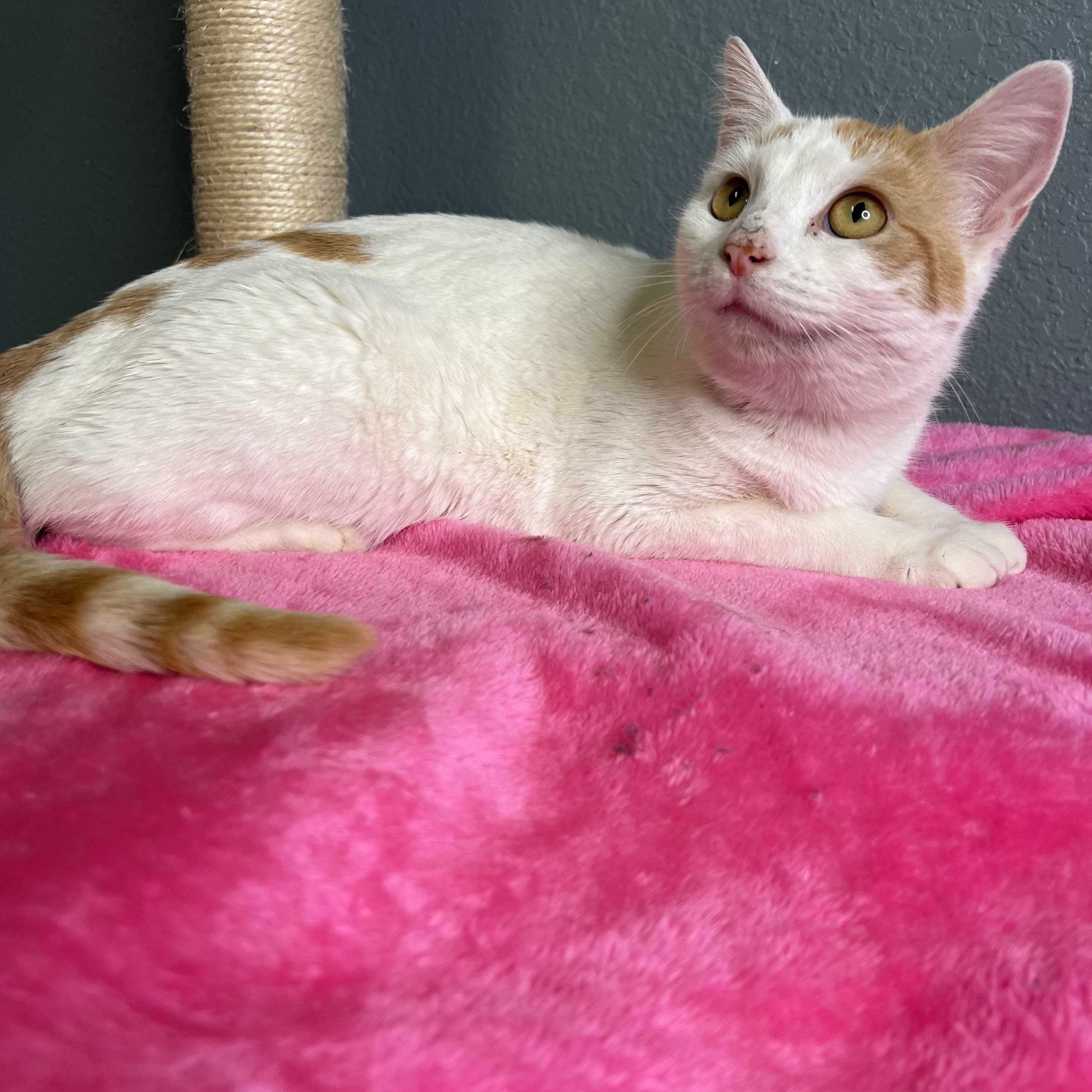 Jinny, Adoptable, Adult Female Domestic Short Hair.