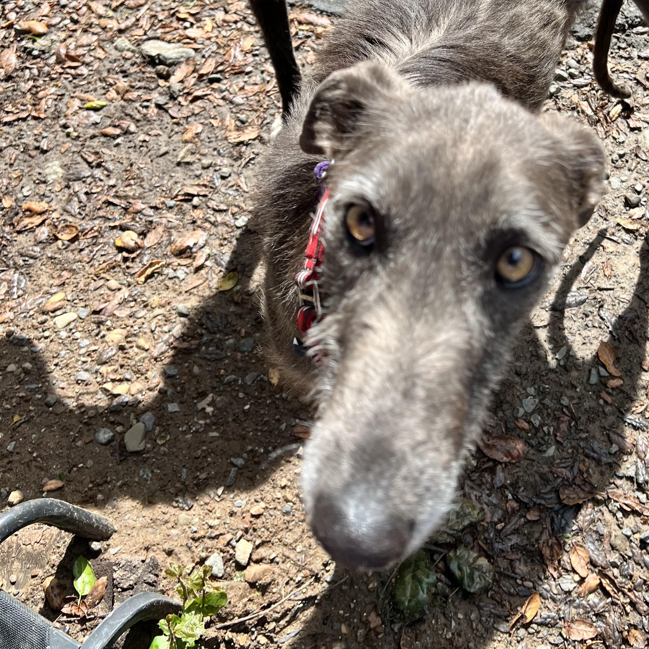 Enlarge Susan, a ADOPTABLE mixed breed in Santa Rosa, CA image 2/2