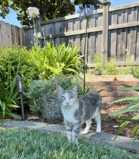Enlarge Gemma, a Adoptable mixed breed in Vacaville, CA image 1/3