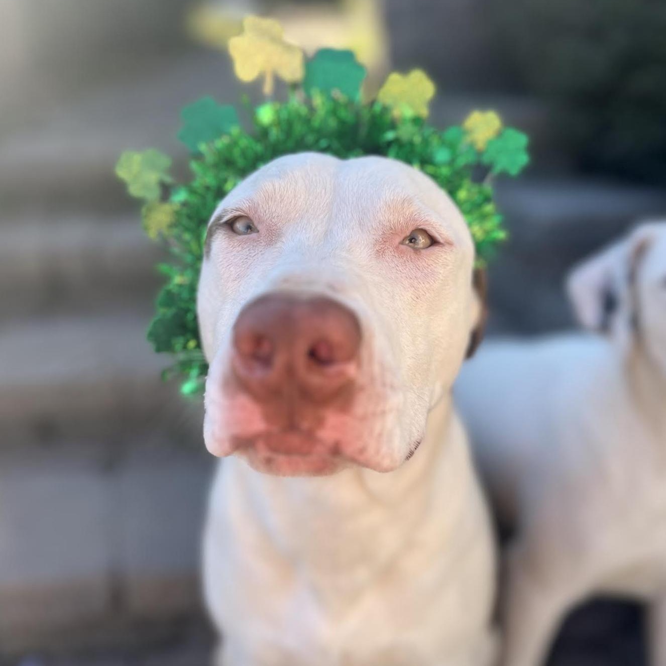 Leesa Hodge Podge thumbnail 2