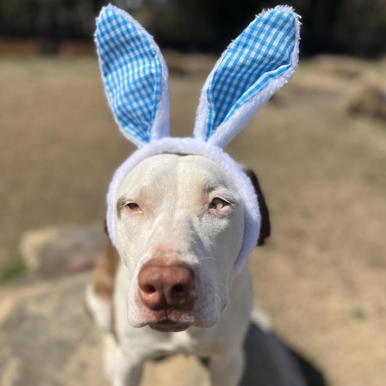 Leesa Hodge Podge thumbnail 3