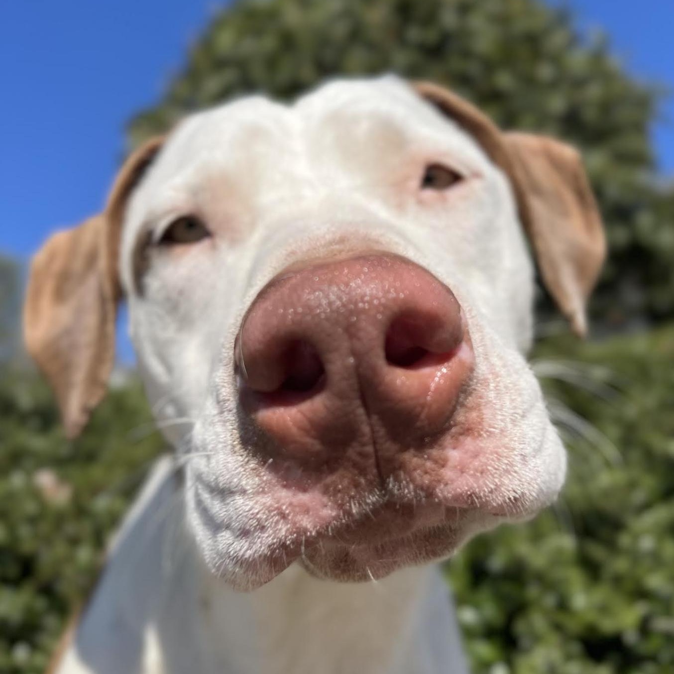 Leesa Hodge Podge thumbnail 4