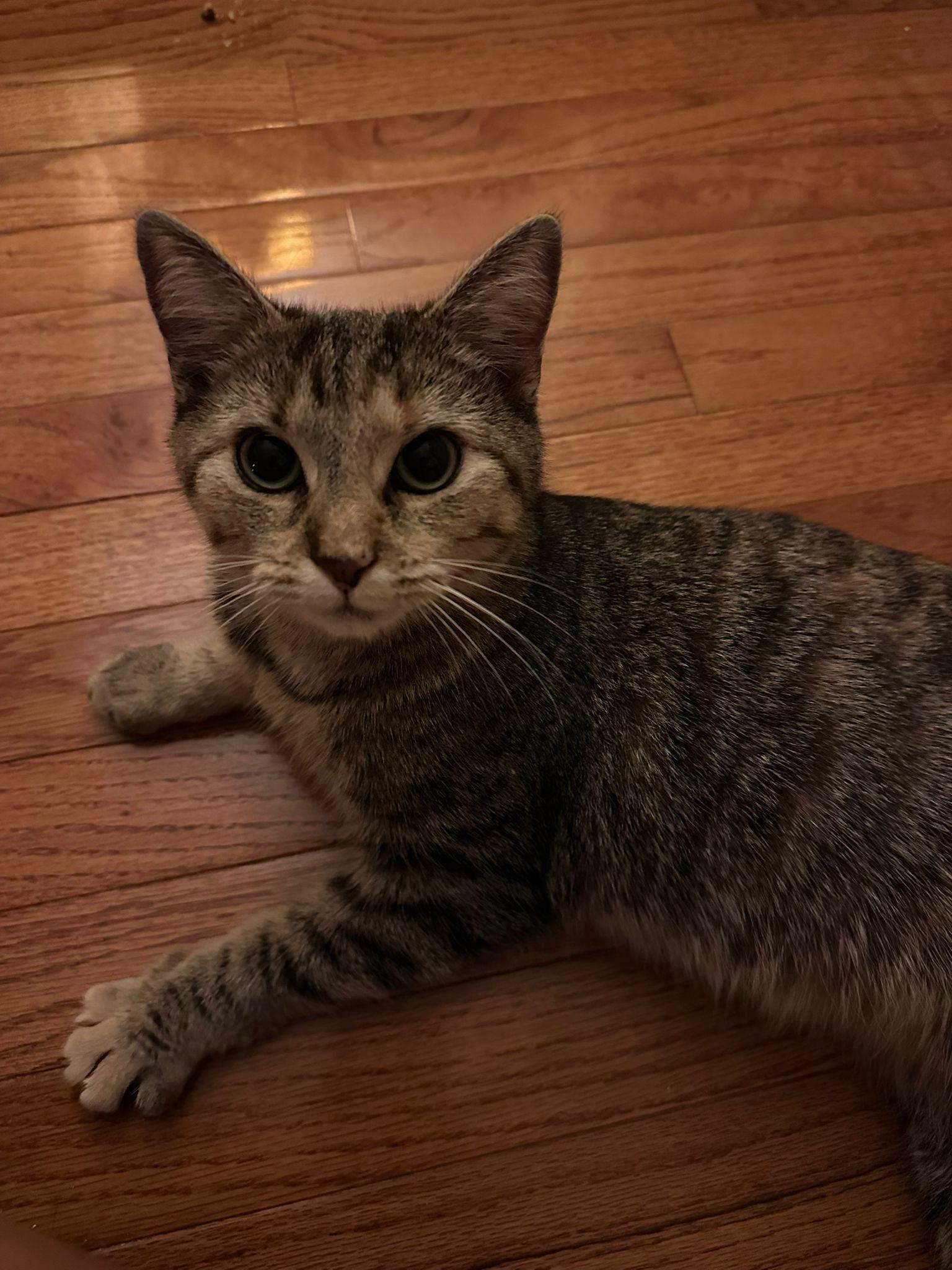 Hazel, a ADOPTABLE Domestic Short Hair in New Britain, CT image 1/4