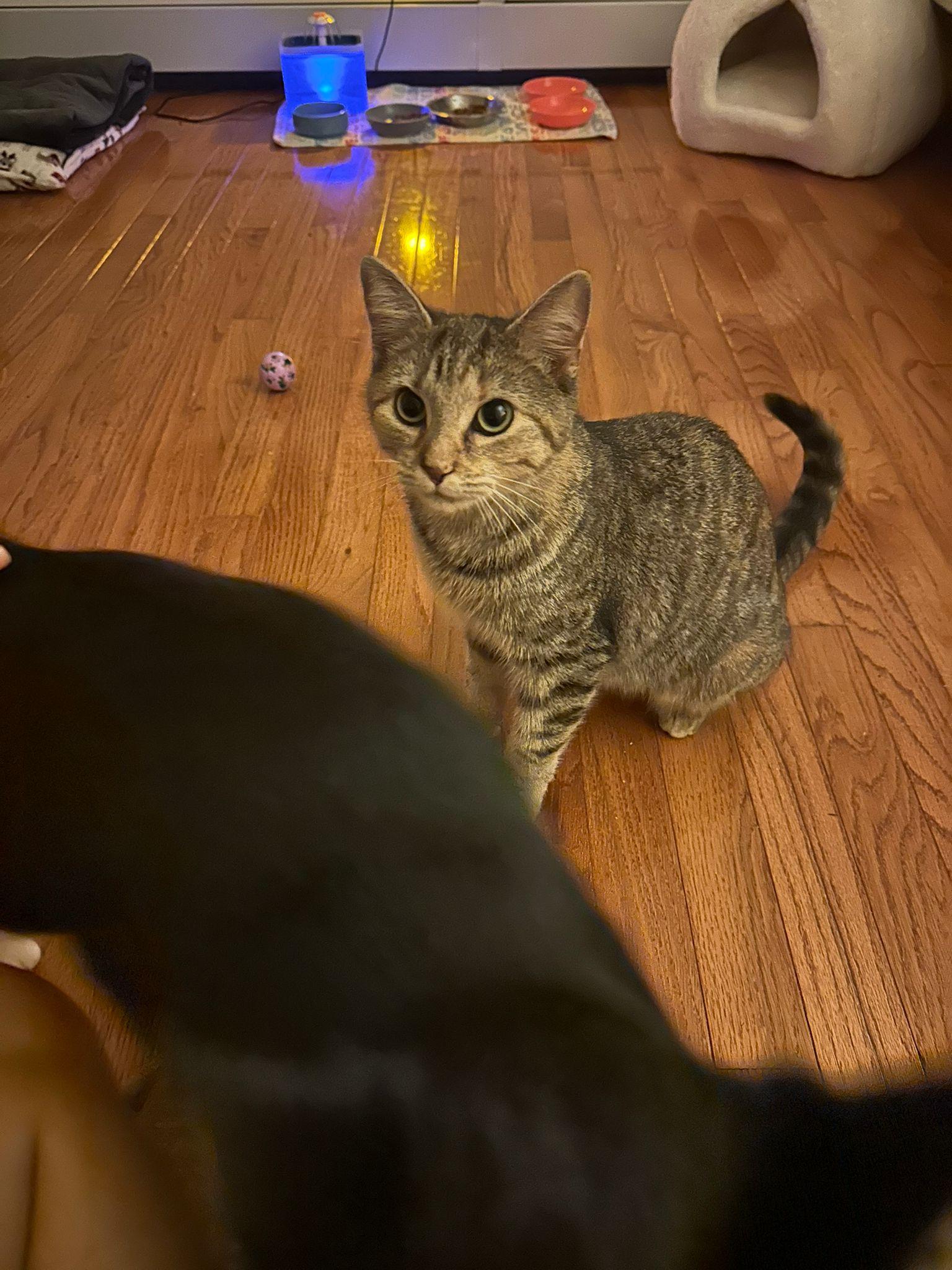 Hazel, a ADOPTABLE Domestic Short Hair in New Britain, CT image 3/4