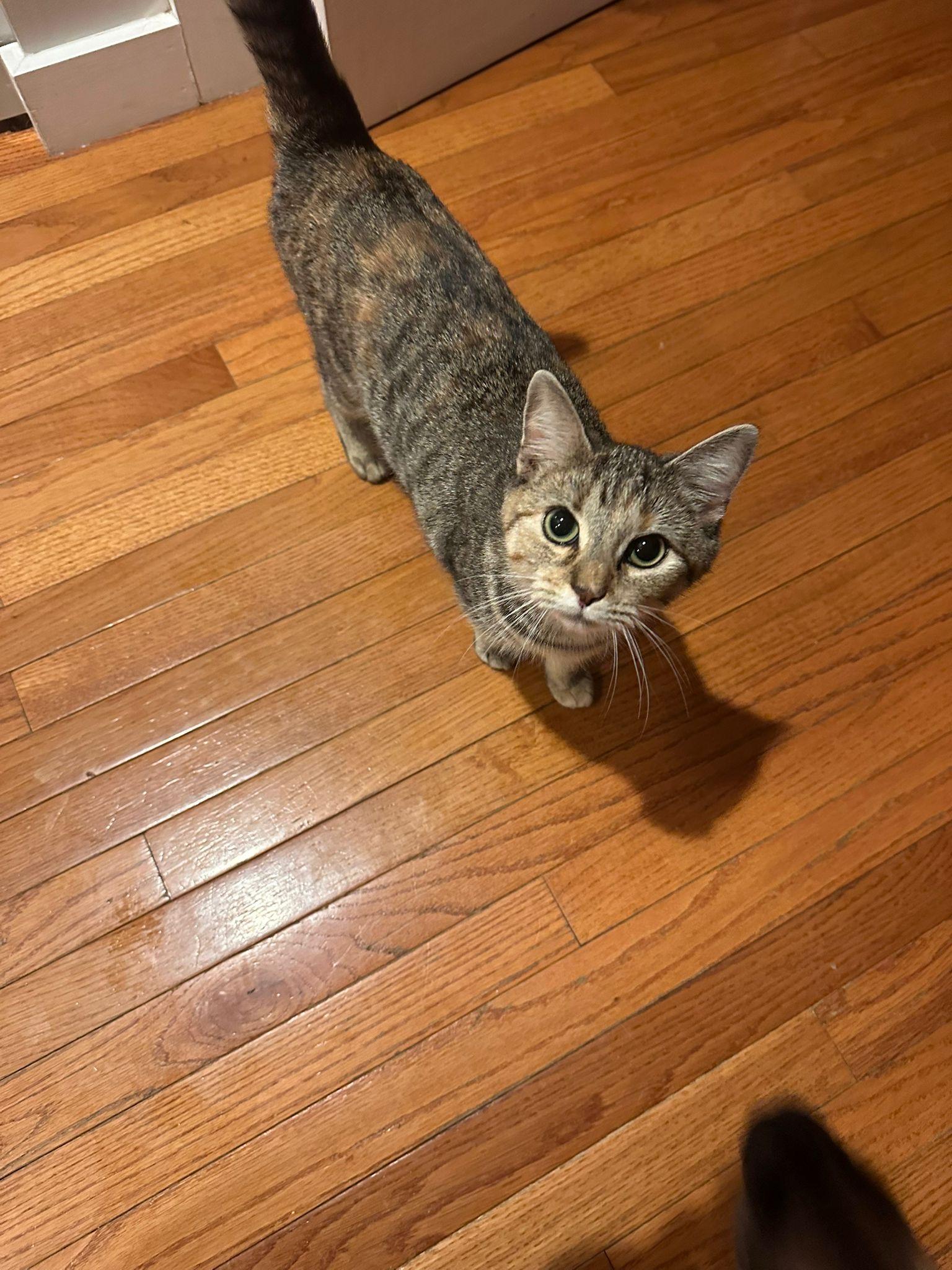 Hazel, a ADOPTABLE Domestic Short Hair in New Britain, CT image 4/4