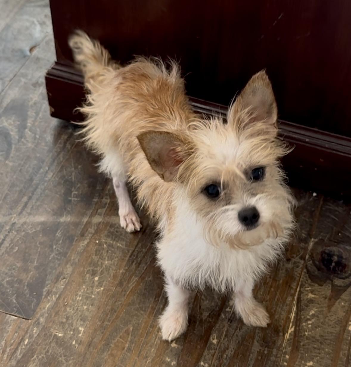Lisa, adopted, Puppy Female Chihuahua & Wirehaired Terrier.