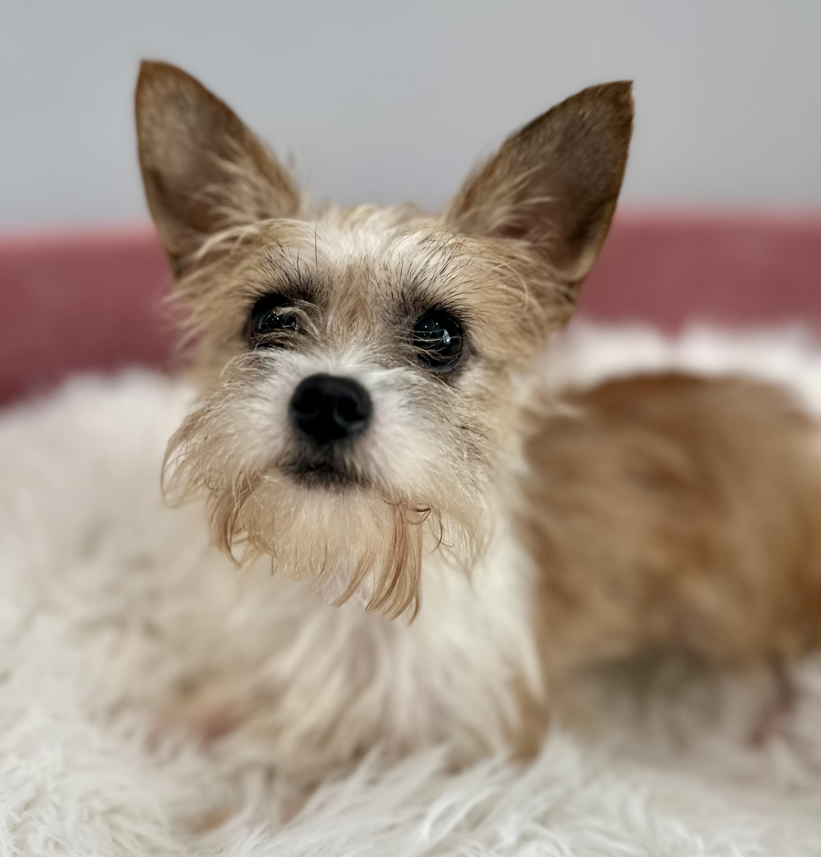 Lisa, an adopted mixed breed in Lawrenceville, GA image 2/4